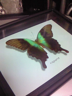 �s���t���X��