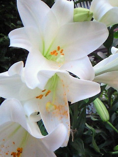 (untitled)