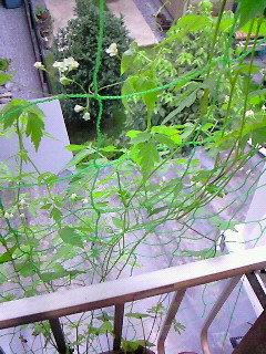 (untitled)
