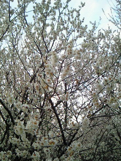 (untitled)