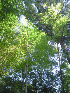 (untitled)