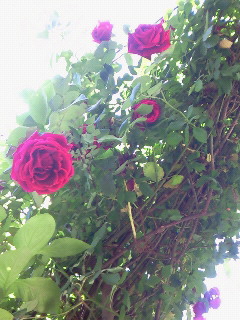 (untitled)