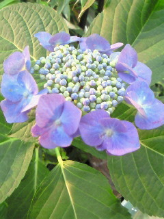 (untitled)