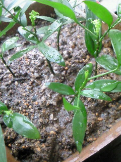 (untitled)