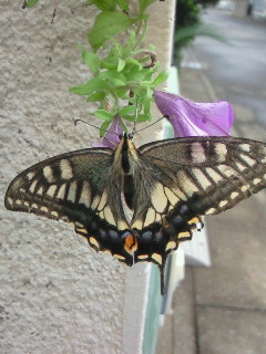 �����z�킸��
