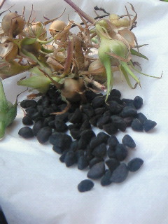 �傫�Ȏ킪�̂�܂����I