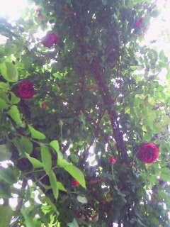 (untitled)