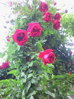 (untitled)