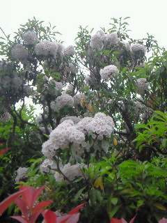 (untitled)