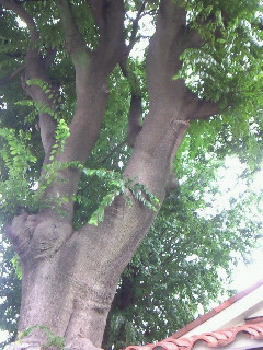 (untitled)