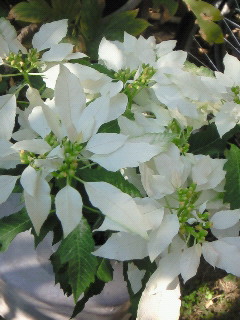 (untitled)