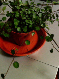 �l�̑�D���Ȃ��B