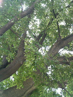 (untitled)